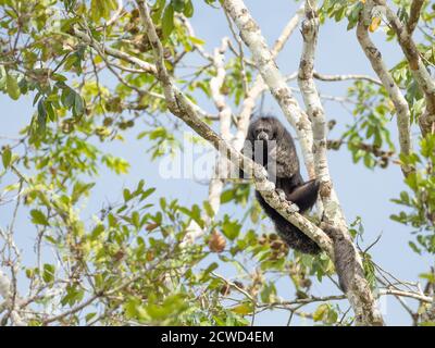 An adult monk saki monkey, Pithecia monachus, near the Oxbow lake Atun Poza, Iquitos, Peru. Stock Photo