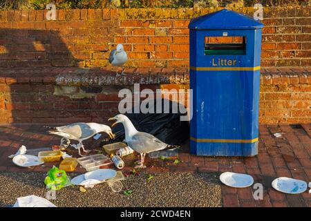 England, East Sussex, Eastbourne, Seagulls Scavenging Discarded Fast Food from Seafront Litter Bin Stock Photo