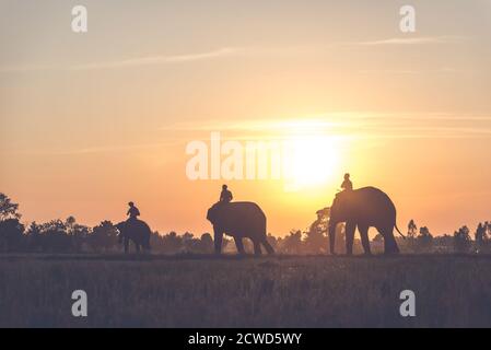 Man and his elephant in northern thailand Stock Photo