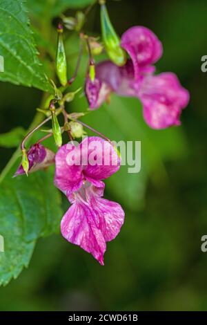 Close up photograph of a Himalayan Balsam Flower growing with many others in a woodland near Cardiff.