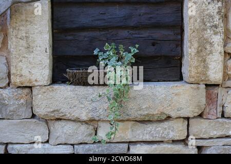 Ivy sprig grows in a basket on a stone wall Stock Photo