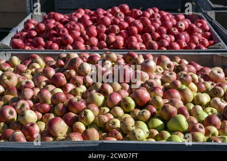 Heaps of organic grown apples sorted by variety in large industrial boxes in a cider factory after the harvest, selected focus, narrow depth of field Stock Photo