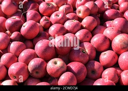 Lots of organic red apples after the harvest, full frame background, selected focus, narrow depth of field Stock Photo
