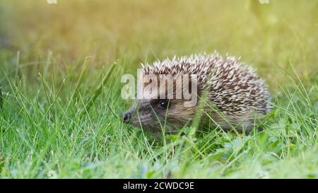 Young hedgehog in the garden walking in the grass Stock Photo