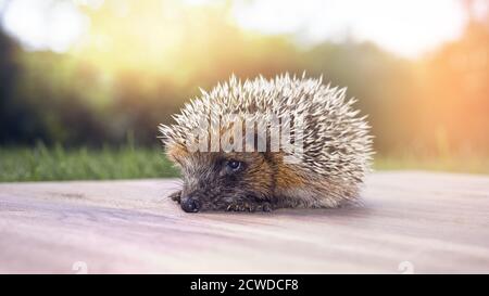 Young hedgehog in the garden walking in the grass Stock Photo