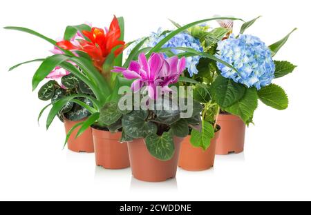 mix of houseplants with flowers isolated on a white background. Stock Photo