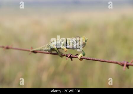 Flap Necked Chameleon Navigating Barbed Wire (Chamaeleo dilepis) Stock Photo