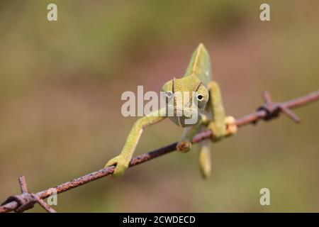 Flap Necked Chameleon On Wire Looking (Chamaeleo dilepis) Stock Photo