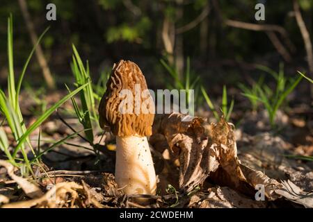 Morel - morchella, edible mushroom. Spring grass. Verpa bohemica Stock Photo