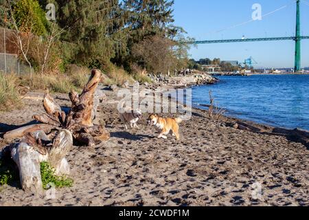 Two Husky Shepard mix dogs play on the beach at Ambleside Park, West Vancouver, British-Columbia, with the Lion's Gate bridge behind Stock Photo