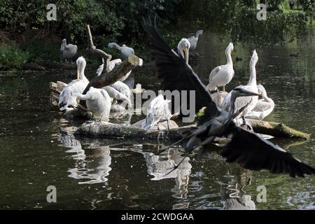 Pelicans in the pond. A group of pelicans on water. Stock Photo