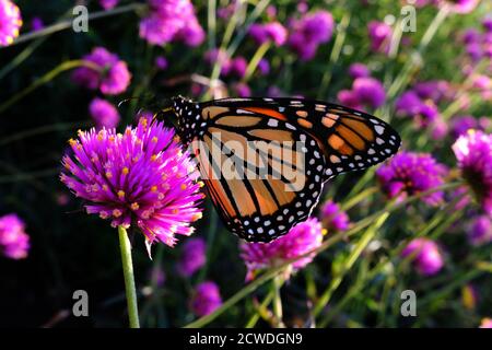 Monarch butterfly (Danaus plexippus) on a globe amaranth (Gomphrena globosa 'Fireworks'?) in a park in Ottawa, Ontario, Canada. Stock Photo