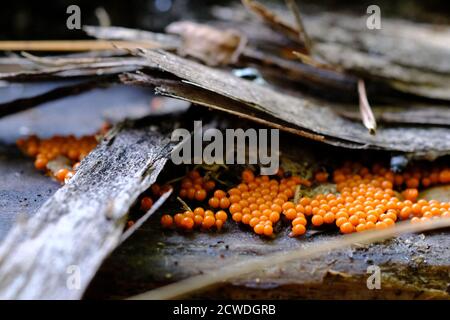 Young fruitbodies of the Hemitrichia genus, a slime mold, growing on a rotten log. No longer considered fungi. Quebec, Canada. Stock Photo