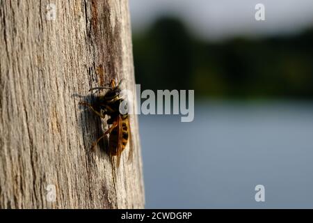 Yellowjacket wasp (Vespula maculifrons) on a log doing its waspy thing, Dow's Lake, Ottawa, Ontario, Canada. Stock Photo
