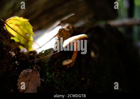 Autumn sunshine catches the mushroom caps and leaves on a mossy log in a Quebec forest, Val-des-Monts, Canada. Stock Photo