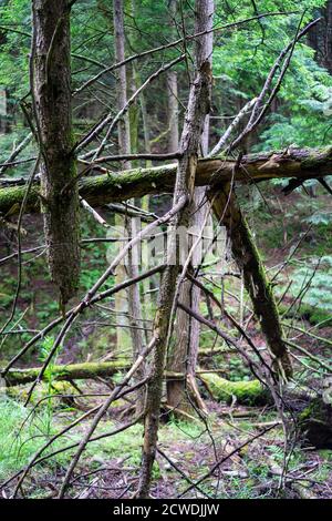 Lots of broken old trees after storm and gusty wind in the woods Stock Photo