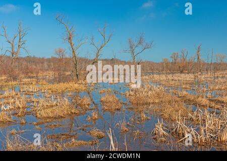 Early Morning Views of a Wetland Marsh in Indiana Dunes National Park in Indiana Stock Photo