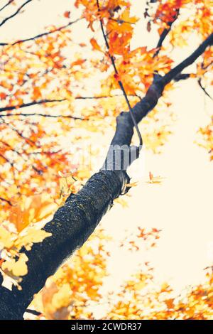 Tree branch with yellow leaves in autumn. Could be used as a beautiful stylized fall background almost abstract. Fall season is rainy, but the beautif Stock Photo
