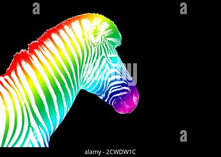 One zebra head with rainbow color striped pattern skin on black background isolated closeup side view, different concept, imagination design Stock Photo