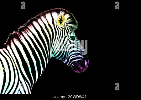 One zebra head with rainbow color striped pattern skin on black background isolated closeup side view, different concept, imagination design Stock Photo