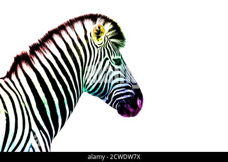 One zebra head with rainbow color striped pattern skin on white background isolated closeup side view, different concept, imagination design Stock Photo