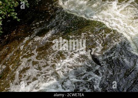 A great blue heron is seen wading through a rocky area in a river, with whitewater rushing by the bird and falling over a small waterfall. Stock Photo
