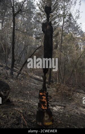 Angwin, United States. 29th Sep, 2020. A burning high volltage power pole stands beside the road in Angwin, California on Tuesday, September 29, 2020. The Glass Fire has burned over 40,000 acres and is only 2% contained. Photo by Terry Schmitt/UPI Credit: UPI/Alamy Live News Stock Photo
