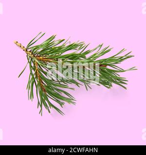 pine twig isolated, Pine branch on white background Stock Photo