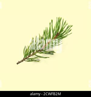 pine twig isolated, Pine branch on white background Stock Photo