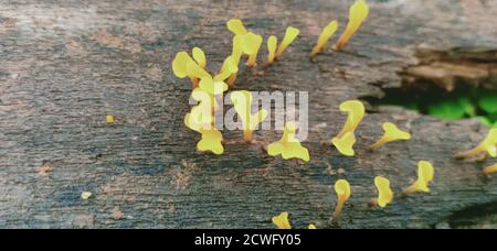 Yellow brain fungus, Tremella mesenterica, growing on the wood of a dead tree. Stock Photo