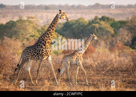 Male and female mating giraffe walking in autumn light in Kruger Park in South Africa Stock Photo