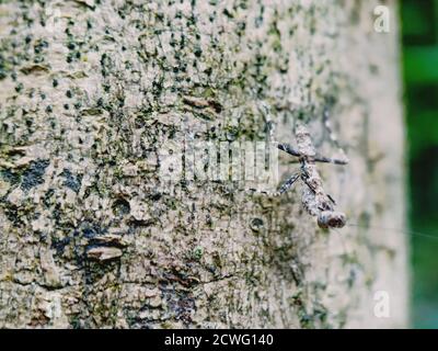 praying mantis hiding on a tree Stock Photo