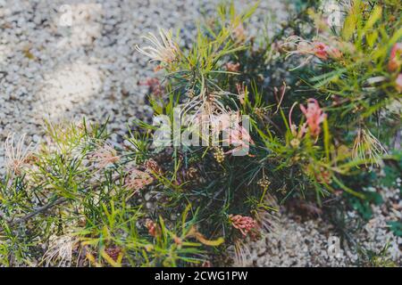 native Australian semperflorens grevillea plant outdoor in sunny backyard shot at shallow depth of field Stock Photo