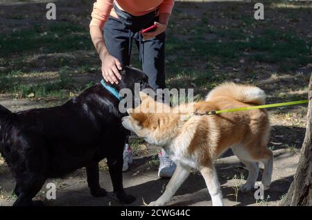 Japanese Akita Inu puppy plays with an adult black labrador in dog park. 5 month old Akita puppy and 11 year old female black Labrador retriever. Woma Stock Photo