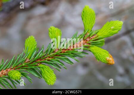 Young shoots on spruce branches, spring time Stock Photo