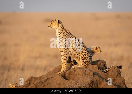 Cheetah mother and baby cheetahs sitting on a termite mound in golden afternoon light looking alert in Serengeti Tanzania