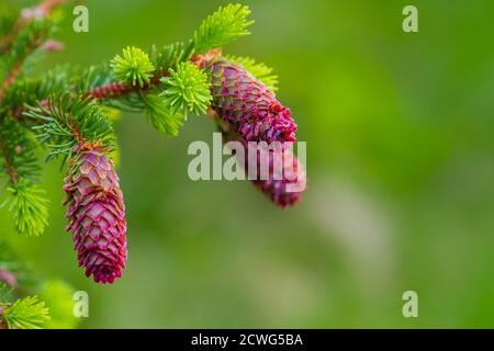 Young fir cones on tree branches, spring time. Selective focus, space for text Stock Photo