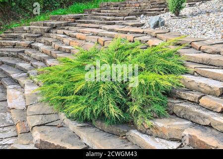 Juniper medium Gold Kissen - ornamental dwarf conifer for landscaping. Evergreen coniferous plant juniperus on stony steps of garden on hill slope. De Stock Photo