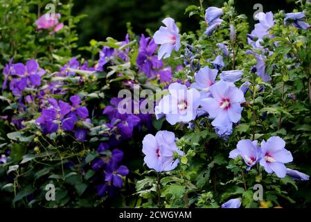 summer garden with blue flowers of hibiscus and purple clematis Jackmanii Stock Photo