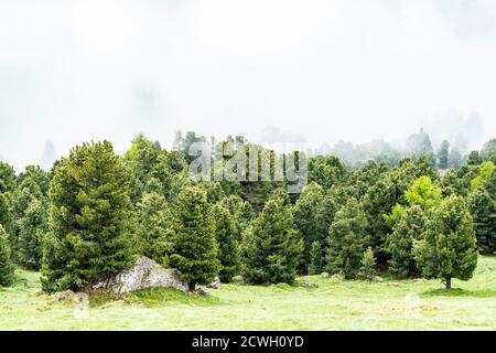 Foggy sky over green woods of Swiss stone pine (Pinus cembra), Dolomites, Trentino-Alto Adige, Italy Stock Photo