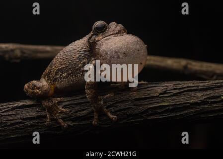 Copes gray tree frog (Dryophytes chrysoscelis) calling in order to attract a female frog to mate with. Stock Photo