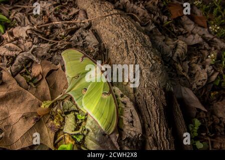 A Luna moth (Actias luna) on the forest floor in Eastern North Carolina. Stock Photo