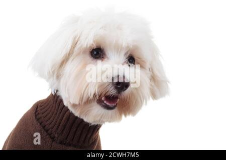 shocked bichon puppy dog wearing clothes looks to side on white background Stock Photo