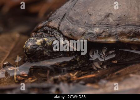 A common musk turtle, eastern musk turtle, or stinkpot (Sternotherus odoratus) hiding in shallow water in Eastern North Carolina. Stock Photo