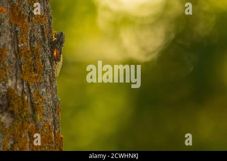 An european common cicada climbing up a tree Stock Photo