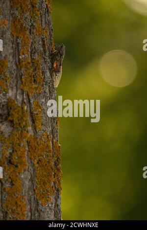 An european common cicada climbing up a tree Stock Photo