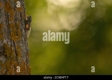 An european common cicada climbing up a tree Stock Photo