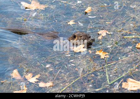 A Nutria feeds on fallen leaves in water. Marta, Viterbo, Lazio, Italy Stock Photo