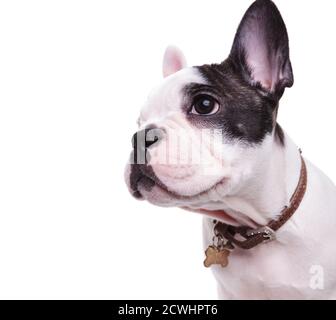 profile picture of a cute french bulldog looking to side, wearing a name tag on collar on white background Stock Photo