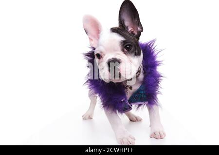 fashion french bulldog puppy dog wearing purple furry jacket is standing on white background Stock Photo